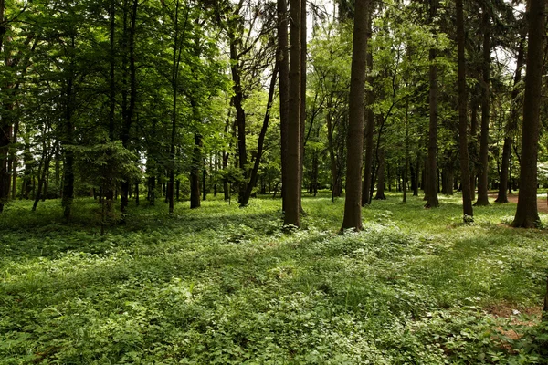 Sonnenschein im grünen Wald — Stockfoto