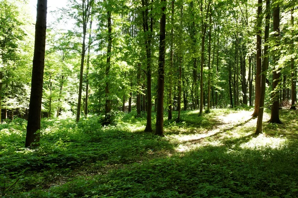 Солнечный свет в зеленом лесу — стоковое фото