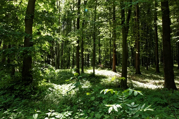 Groene bos achtergrond in een zonnige dag — Stockfoto
