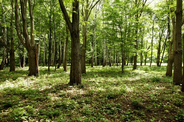 緑の森の中のサンシャイン — ストック写真