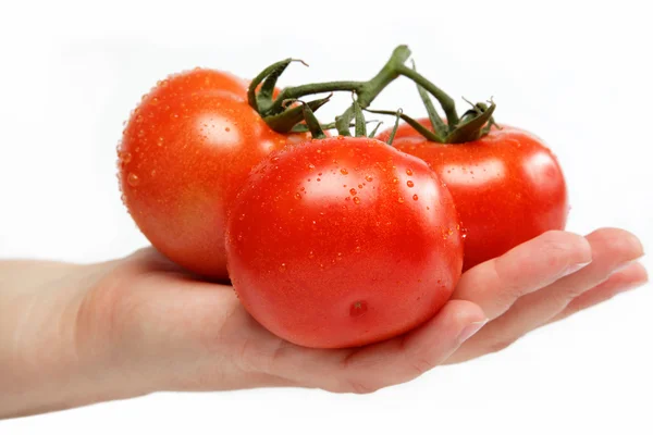 Beautiful woman's hand holds a fresh tomato, isolated on white. — Stock Photo, Image