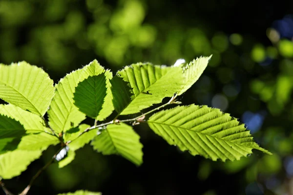 Зеленые листья фона в солнечный день — стоковое фото
