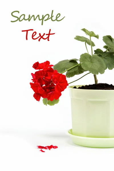 Vacker röd pelargon i en blomkruka på vit bakgrund. — Stockfoto