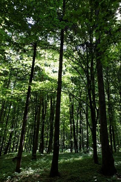 Tło zielony las w słoneczny dzień — Zdjęcie stockowe