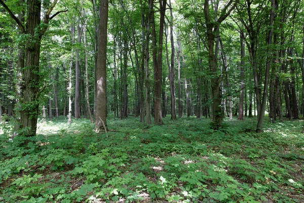 Gröna skogen bakgrund i en solig dag — Stockfoto