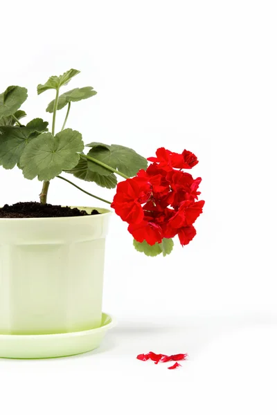 Vacker röd pelargon i en blomkruka på vit bakgrund. — Stockfoto