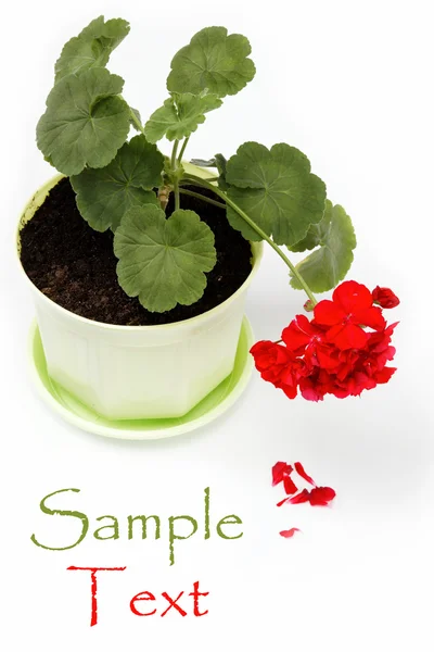 在白色背景上花盆美丽红色天竺葵. — 图库照片
