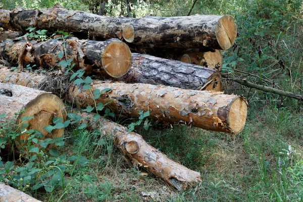 Pila di tronchi di pino in erba verde ai margini della foresta estiva . — Foto Stock