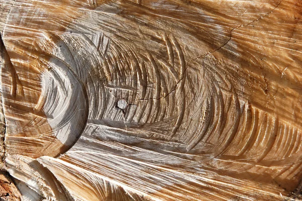 La texture du bois de chêne-liège sur la coupe — Photo