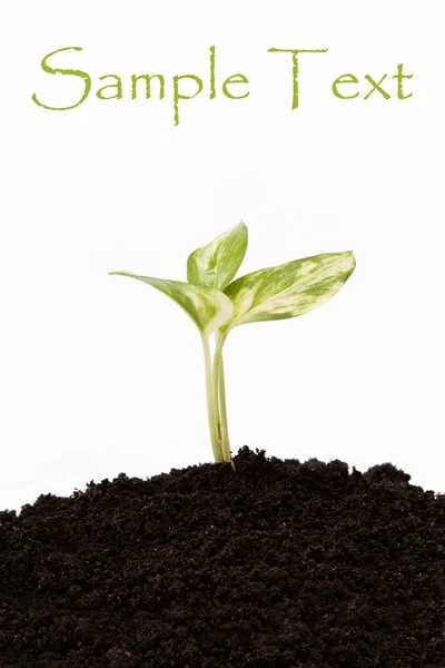 Zielony, wyrastają z ziemi na białym tle. — Zdjęcie stockowe