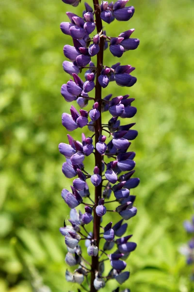 Modrý jarní květ na poli — Stock fotografie