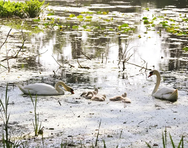 Familia del cisne — Foto de Stock