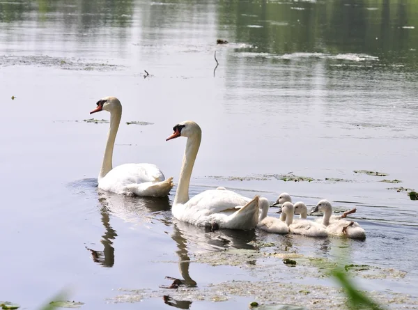Swan Family — Stock Photo, Image