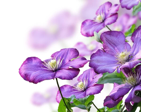 Flores de Clematis —  Fotos de Stock