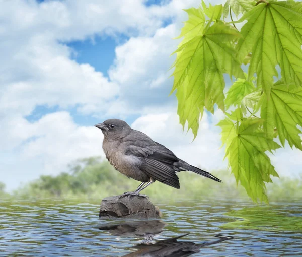 Jonge blackbird — Stockfoto