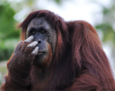 Orangutan (Pongo pygmaeus) portre