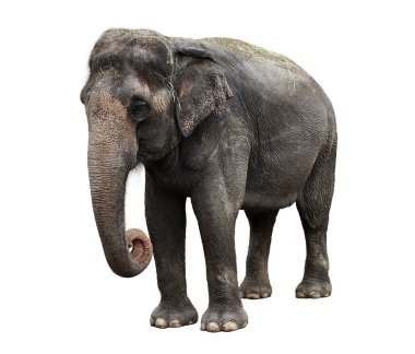 Asian Elephant clipart