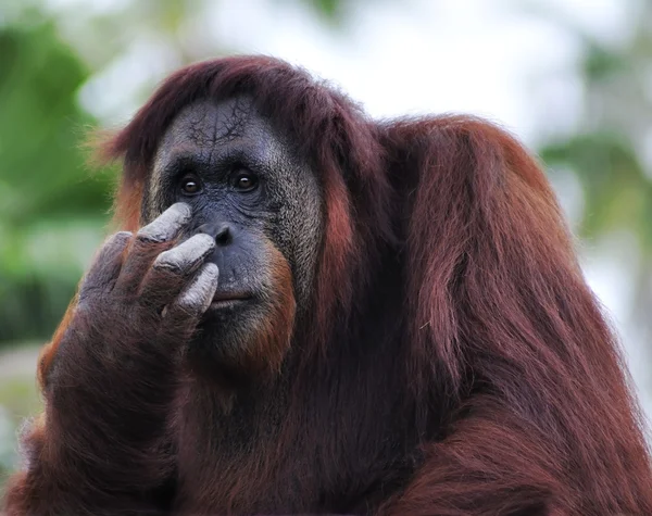 Orangutan (Pongo pygmaeus) portret — Zdjęcie stockowe