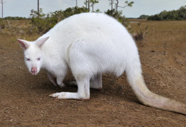 Albino känguru — Stockfoto