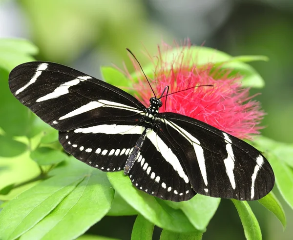 Papillon tropical — Photo