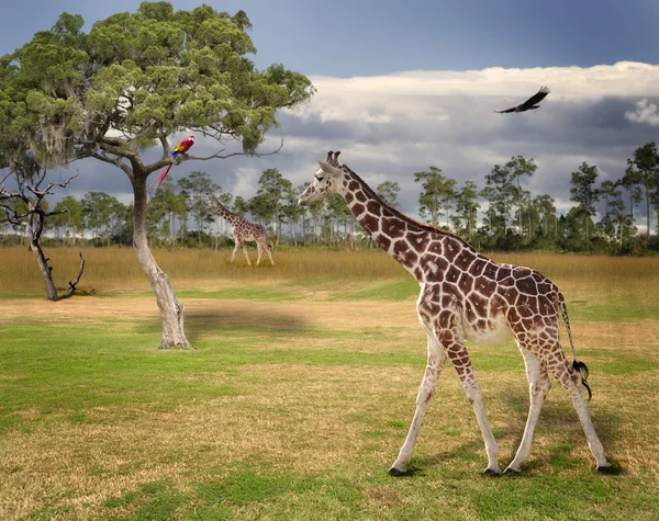 Landskap med giraffer — Stockfoto