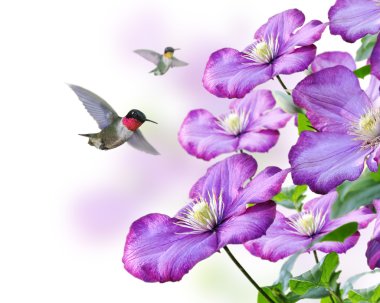 Flowers And Hummingbirds clipart