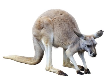 Kangaroo clipart