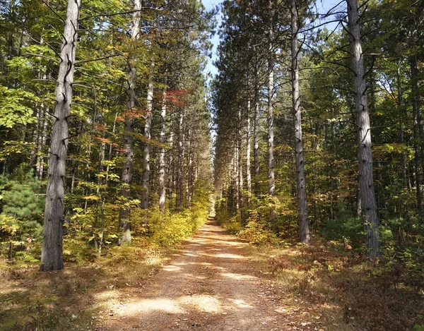 Path Through Pine Trees — Stock Photo, Image