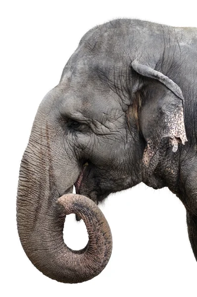 Portret słoń — Zdjęcie stockowe