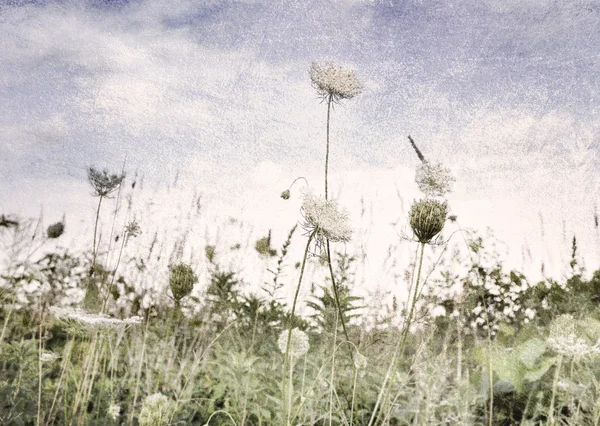 Дикие цветы и трава — стоковое фото