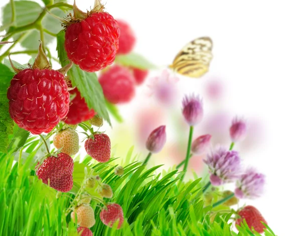 莓果和草 — 图库照片