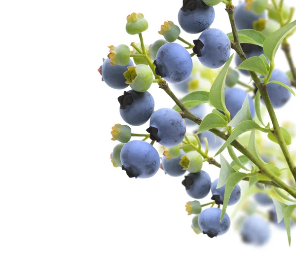 stock image Blueberries