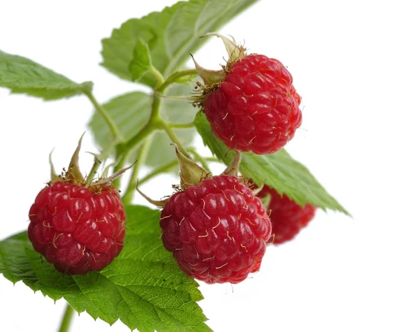 Fresh Raspberry — Stock Photo, Image