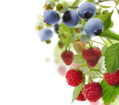 Fresh Berries clipart