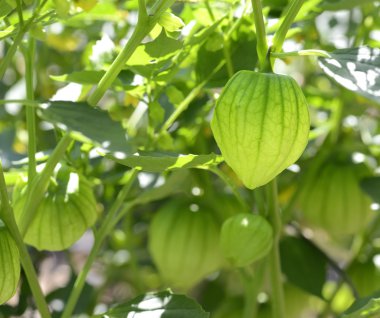 Tomatillos