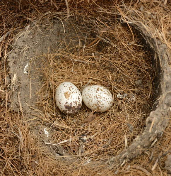 stock image Bird Eggs