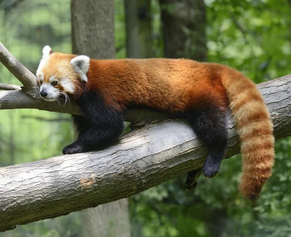 Roter Panda — Stockfoto
