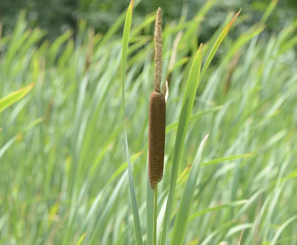 stock image Cattail Plant