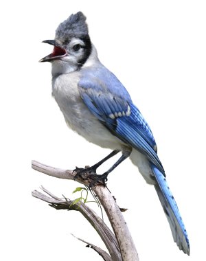 Blue Jay clipart