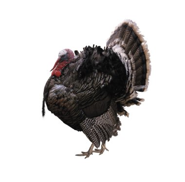 Turkey Bird clipart