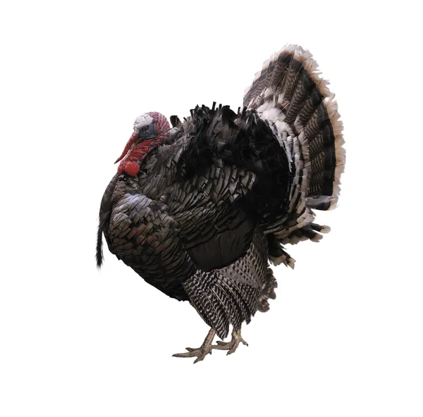 Turcja ptak — Zdjęcie stockowe
