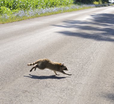 Rakun yol geçtikten