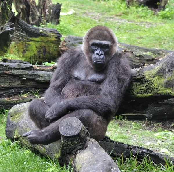 Gorila — Foto de Stock