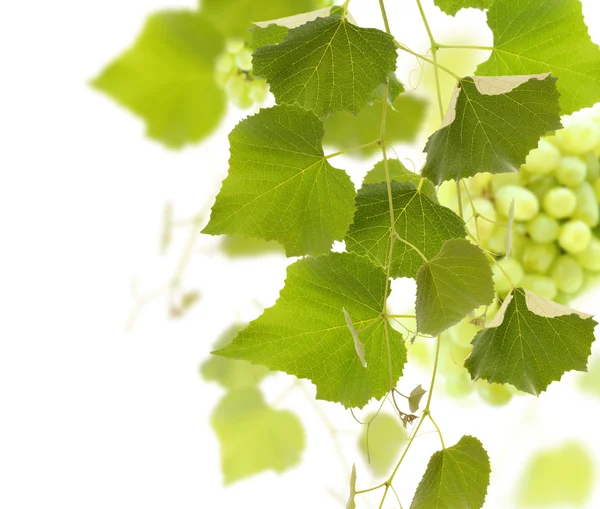 stock image Grape Vine