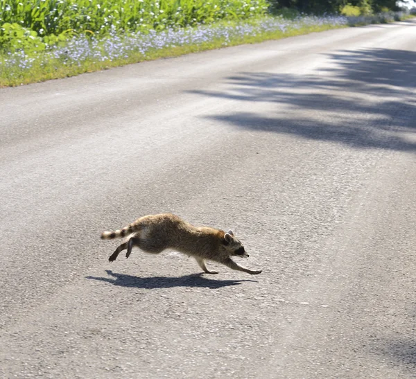 Wasbeer kruising de weg — Stockfoto