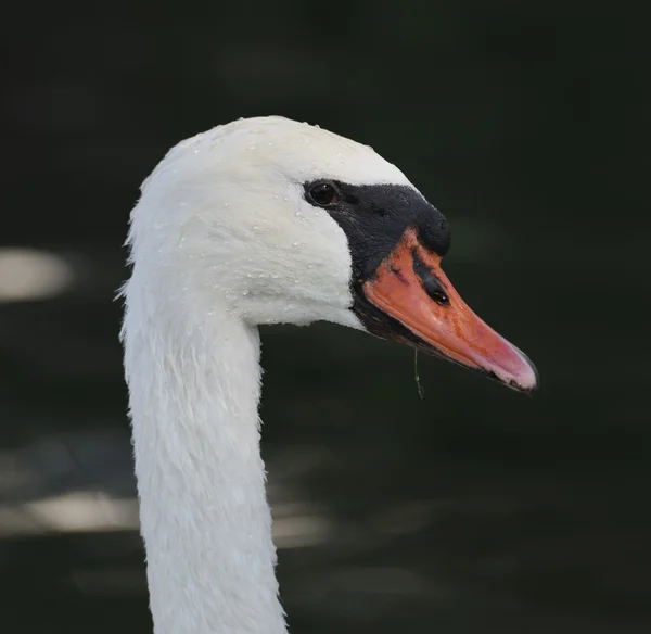 Retrato de cisne — Fotografia de Stock