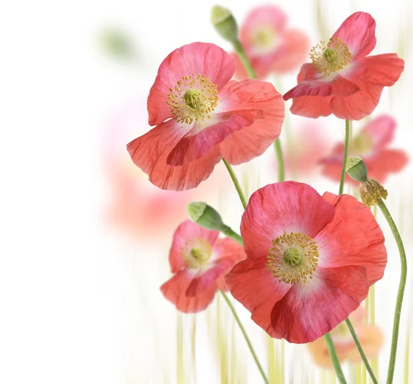 stock image Poppy Flowers