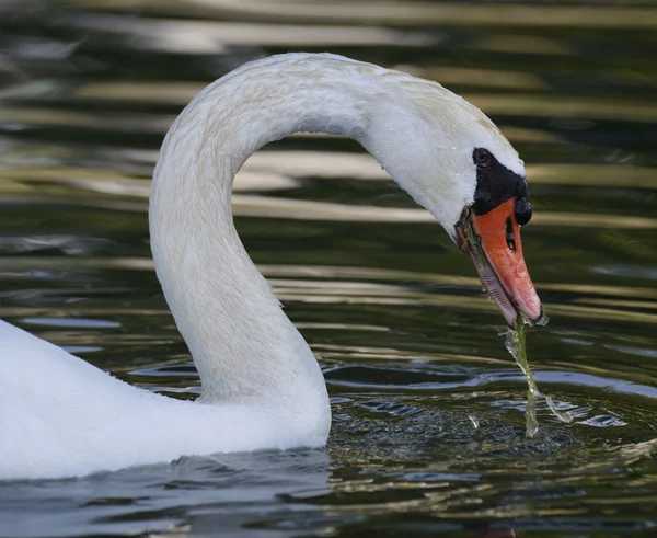 Swan Portrait — Stock Photo, Image