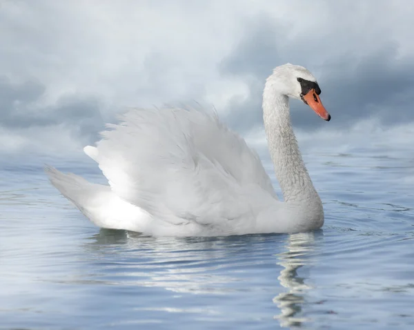 Cisne Branco — Fotografia de Stock