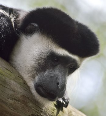 colobus maymun